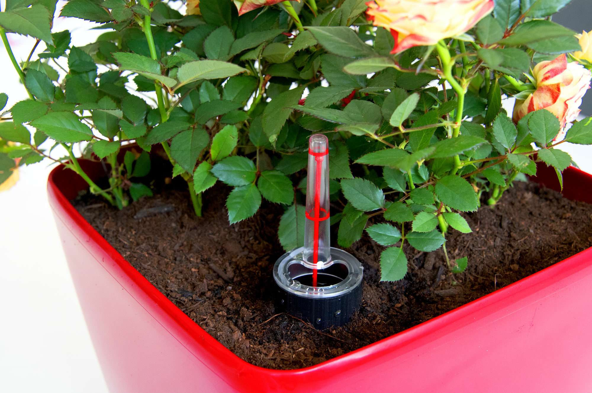 Image du produit : Vaso autoirrigante QUADRATO - 24cm x 24cm x 25cm